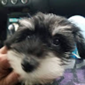 Meet your Posher, Summer